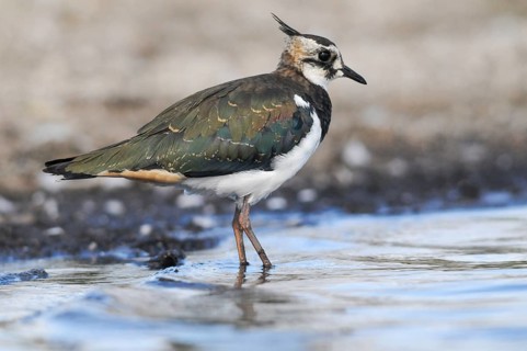 Lapwing, Vanellus Vanellus, Bath, Bathe, Birds, Charadriiformes, Adolescent, Juvenile, Limikolen,