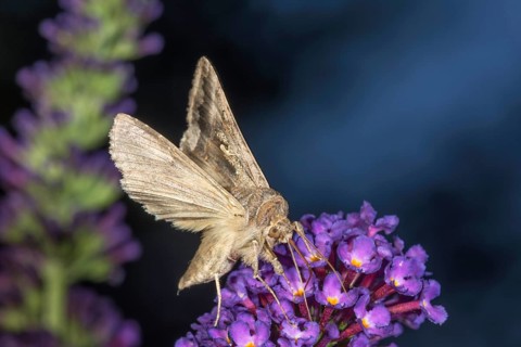 Gamma moth (Autographa gamma) with fully extended wings on purple flowers of the butterfly bush
