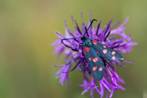 Ringed crown pea ram, billowing burnet, variable burnet moth, variable red ram, zygaena ephialtes,