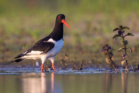 Eurasian Oystercatcher (Haematopus ostralegus), North Rhine-Westphalia, Germany