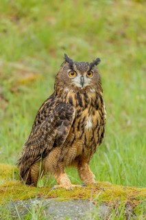 An eagle owl gazes intently, standing on moss-covered ground amongst the grass, eagle owl (Bubo