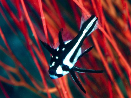 Black-and-white snapper, juvenile yellow-eyed snapper (Macolor macularis), swimming against a