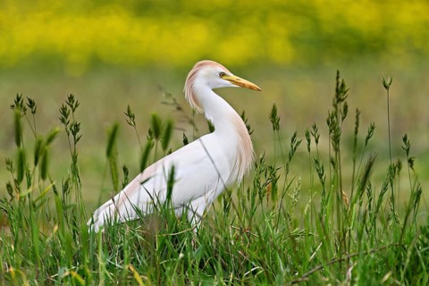 Cattle egret (Bubulcus ibis), foraging in a meadow, Camargue, southern France, France