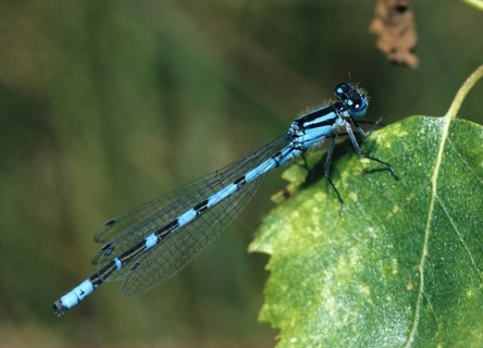 Cub azure maiden, common blue damselfly, enallagma cyathigerum, northern flower, damselflies,