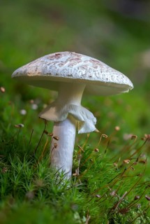 Amanita Citrina, Amanita Citrina var. Alba, Amanita Mappa, Delicate Amanita, False Death Cap,