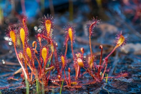 Drosera longifolia, Droseraceae, English sundew, Finland, long-leaf sundew, sundew, flora, great