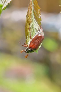 Cockchafer, forest cockchafer (Melolontha hippocastani), male, on a leaf, close-up, Wilnsdorf,