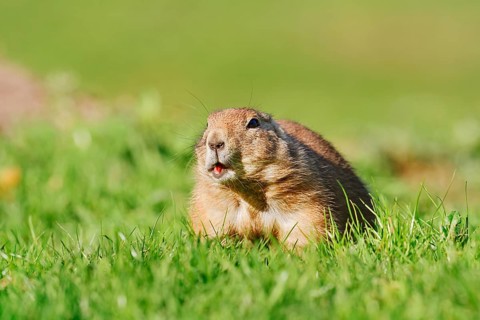 Black-tailed prairie dog (Cynomys ludovicianus) sitting feeding in a meadow, North America