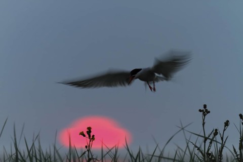 Common Tern (Sterna hirundo) flying, Lower Saxony, Germany