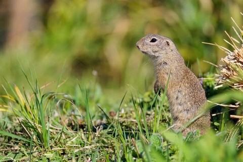 A fully grown ground squirrel (Spermophilus citellus) sits in a green meadow on a sunny day,