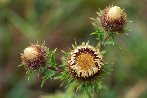 Asteraceae, carlina vulgaris, golden thistle, small boar root, daisy, carline thistle, flora,