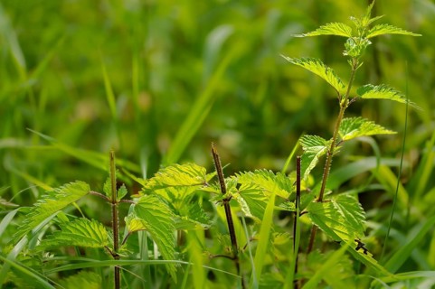 Bavaria, stinging nettle, Upper Palatinate, Tirschenreuth, Waldnaab, Waldnaabaue, wild willows