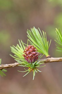 Female flower of the larch (Larix decidua), larch blossom, developing into cones, close-up, spring,