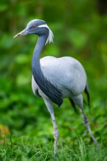 Demoiselle crane (Grus virgo) on a meadow, capttive
