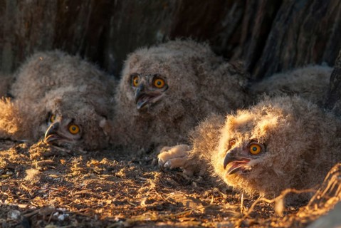 Bubo bubo, eagle owl, eagle owl, atmosphere, birds, owls, Extremadura, adolescent, owls, Spain,