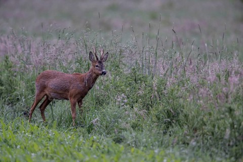Roebuck (Capreolus capreolus) in a meadow, Lower Saxony, Germany