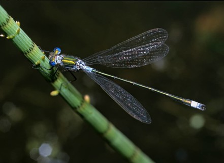 Shiny ruismaid, lestes dryas, robust spreadwing, scarce emerald damselfly, damselflies,