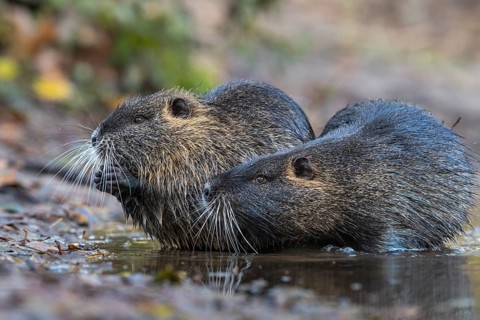 Nutria (Myocastor coypus) in a body of water, Osnabrück, Lower Saxony, Germany