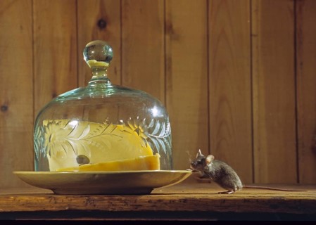 House mouse, mus musculus, rodents, rodentia, mammals, mouse, muroids, mice, rodents, mammals