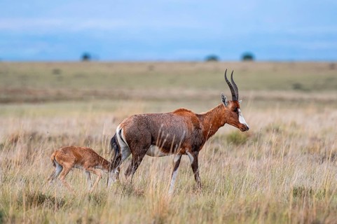 Blessbuck (Damaliscus pygargus phillipsi), female, adult with young, Mountain Zebra National Park,