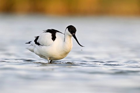 Avocet (Recurvirostra avosetta), standing in shallow water whilst foraging, Camargue Regional