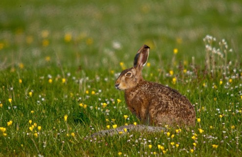 European hare, hares, hares, lagomorpha, lepus europaeus, bunny, mammals, mammals