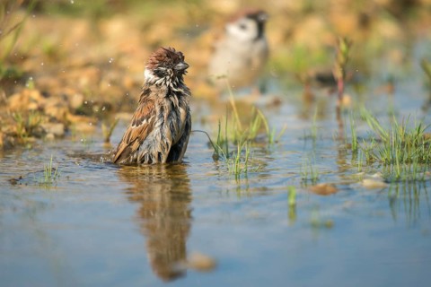 Tree Sparrow, Passer Montanus, Sparrow, Tree Sparrow, Bath, Bird Bath, Birds, Mirror, Passeri,