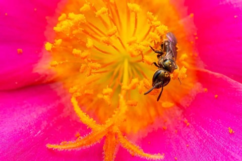 Macro photograph, slender bee (Lasioglossum), solitary bee on a pink flower covered in pollen,
