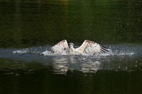 An osprey (Pandion haliaetus) takes off from the surface of a lake after hunting, North