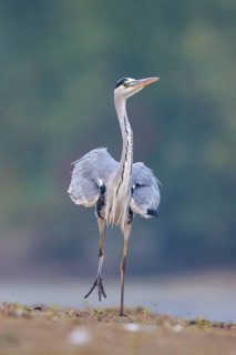 Grey Heron (Ardea cinerea), North Rhine-Westphalia, Germany