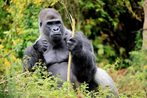 Western gorilla (Gorilla gorilla), adult, male, silverback, sitting on the ground, eating