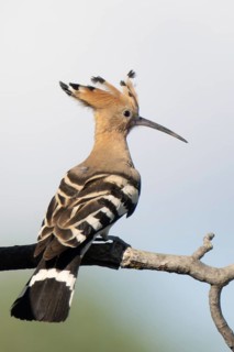 Hoopoe (Upupa epops), perched on a branch, Lower Austria, Austria
