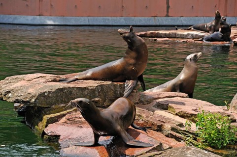 Sea lions (Zalophus californianus) during a feeding session, Nuremberg Zoo, Am Tiergarten 30,
