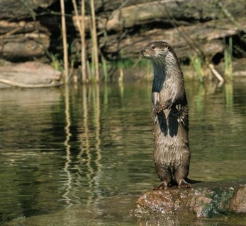 Carnivora, Eurasian otter, Lutra Lutra, predators, FFH, high size, portrait format, mammals,