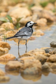 Wagtail, Motacilla Alba, White Wagtail, Bath, Bird Bath, Birds, High Size, Portrait, Passeri,