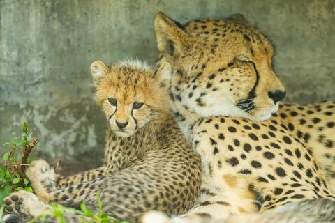 Cheetah (Acinonyx jubatus) mother with her youngster, captive, occurrence Africa