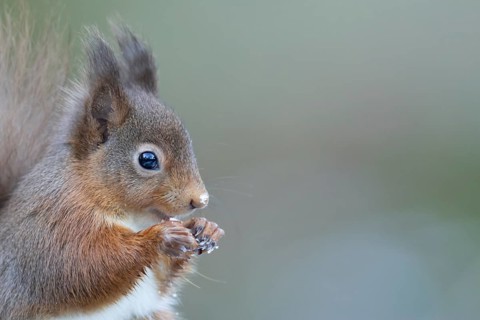 Red squirrel (Sciurus vulgaris) adult animal eating a nut, England, United Kingdom