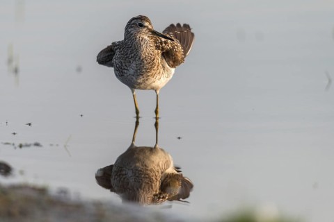 Broken water striders, tringa glareola, wood sandpiper, birds, charadriiformes, plumage, limicols,