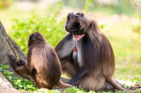 Gelada (Theropithecus gelada) male and female sitting together on the ground, captive, distribution