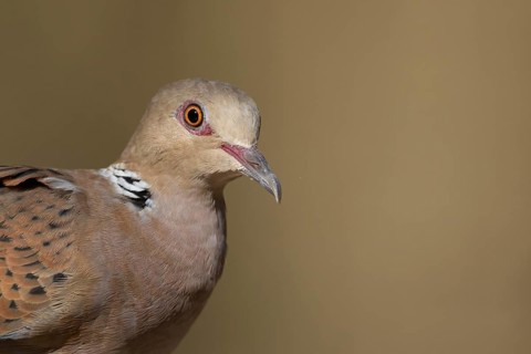 European turtle dove (Streptopelia turtur) adult bird head portrait, England, United Kingdom