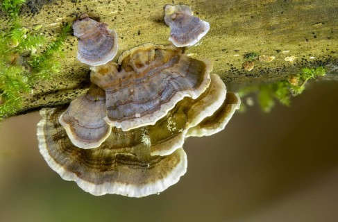 Colorful tramete, Coriolus versicolor, butterfly porling, butterfly tramete, trametes versicolor,