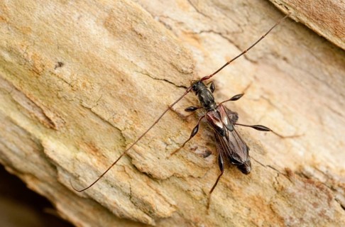 Dark-shelled short-blanket buck, spruce short-blanket buck, small wasp buck, molorchus minor,