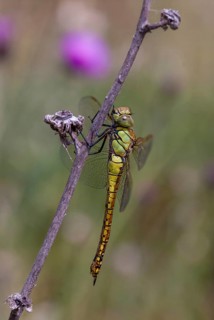 Aeshna affinis, blue-eyed hawker, southern migrant hawker, southern mosaic maid, anisoptera,