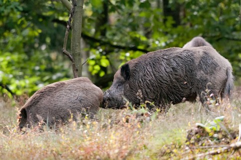 Artiodactyla, even-toed ungulate, cloven-hoofed, wild boar, wild boar, stream, boar, boar, boar,