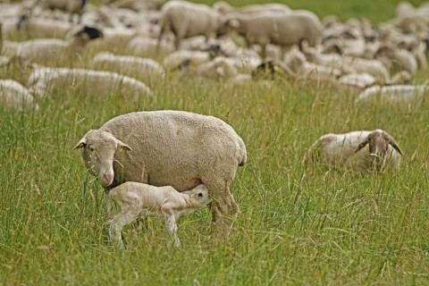 Domestic sheep (Ovis orientalis aries), ewe with lamb, Arnsberg, North Rhine-Westphalia, Germany