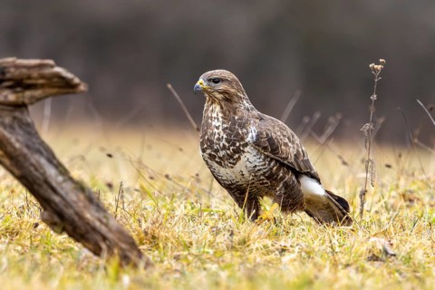 A common buzzard perches in a meadow with a dead branch, surrounded by autumnal vegetation, common