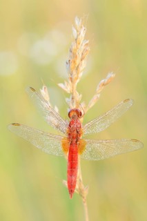 Red-eyed damselfly (Crocothemis erythraea), male, North Rhine-Westphalia, Germany