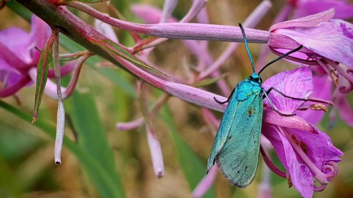 A bright green butterfly, the Statice Green Hairstreak (Adscita statices), is perched on pink