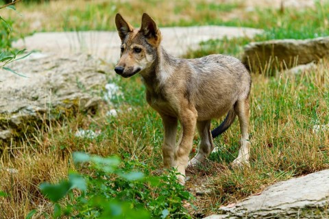 Timberwolf, wolf, American wolf (Canis lupus lycaon), Germany. A wolf cub stands cautiously on
