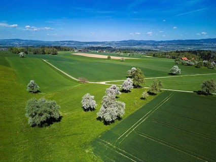 Blooming fruit trees, Geltwil, Freiamt, Canton of Aargau Switzerland